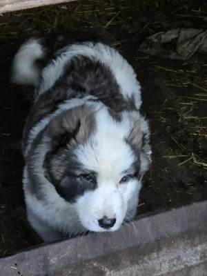 Asia centrala 6 saptamani 