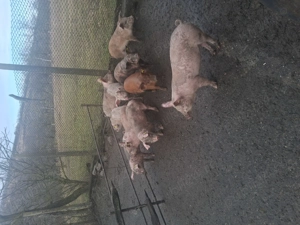 Vând purcei înțărcați - imagine 3