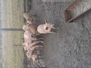 Vând purcei înțărcați