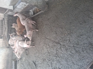 Vând purcei înțărcați - imagine 4