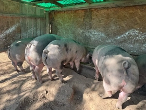 Porc de carne Bio 100-150 kg  - imagine 2