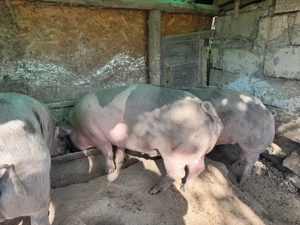 Porc de carne Bio 100-150 kg  - imagine 4