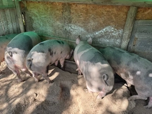 Porc de carne Bio 100-150 kg  - imagine 3