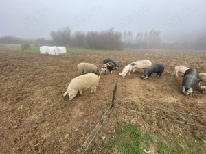 Vând porci mangaliță și basna - imagine 3