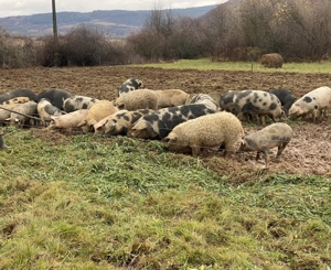 Vând porci mangaliță și basna