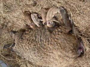 Vând porci mangaliță și basna - imagine 5