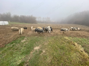 Vând porci mangaliță și basna - imagine 4