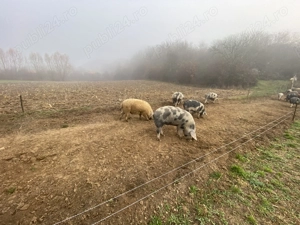 Vând porci mangaliță și basna - imagine 2