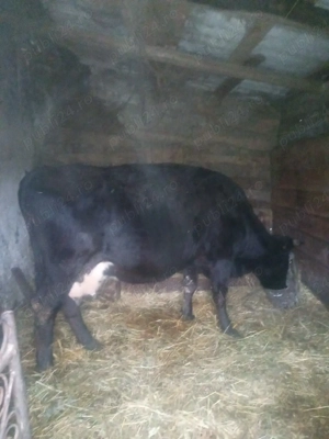 Vând vacă  de lapte - imagine 3