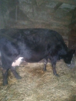 Vând vacă  de lapte - imagine 4