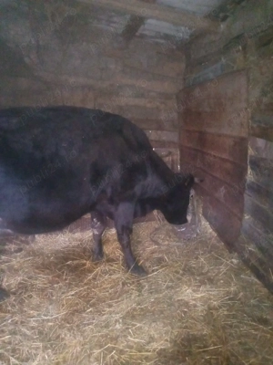 Vând vacă  de lapte - imagine 2