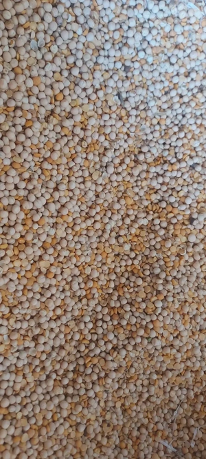 Mazare,orz si grâu de vanzare