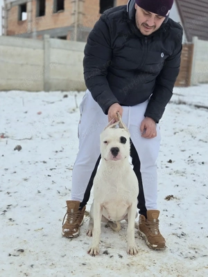 dog argentinian dogo argentino - imagine 4