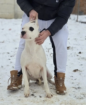 dog argentinian dogo argentino - imagine 3