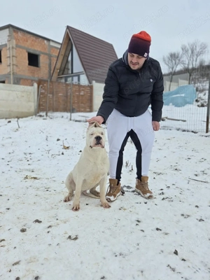 dog argentinian dogo argentino - imagine 5