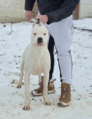 dog argentinian dogo argentino - imagine 2