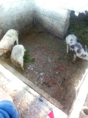 Porci și purcei de vanzare - imagine 4