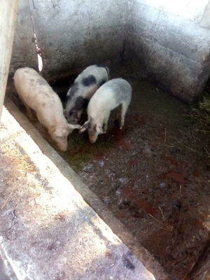 Porci și purcei de vanzare - imagine 3