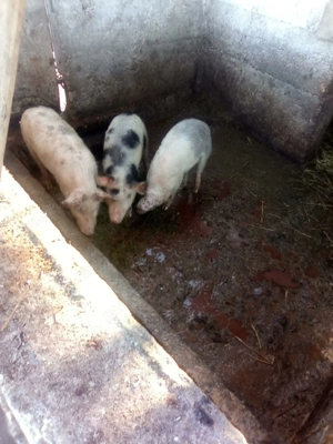 Porci și purcei de vanzare - imagine 2