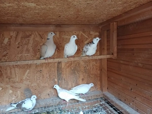 Turturele râzătoare  - imagine 4