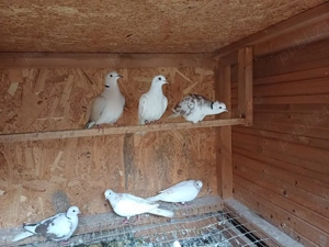 Turturele râzătoare  - imagine 2