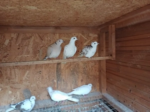 Turturele râzătoare  - imagine 3