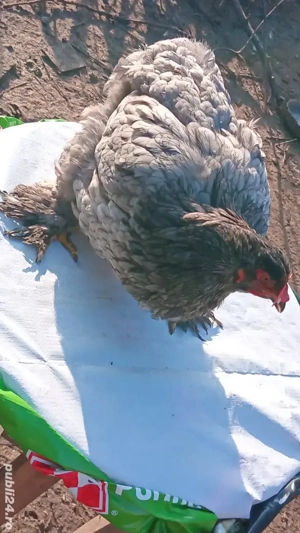 schimb sau vănd găinuse  brachman 