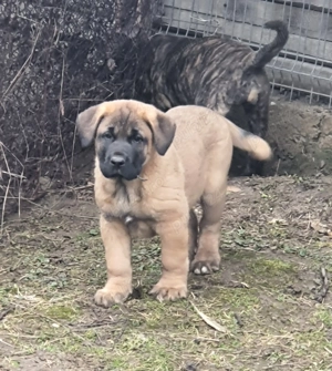 Vand catei kangal x presa canario