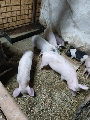 purcei 10 saptamani  - imagine 2