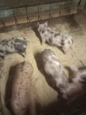 Purcei de vanzare - imagine 4