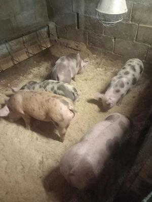 Purcei de vanzare - imagine 3