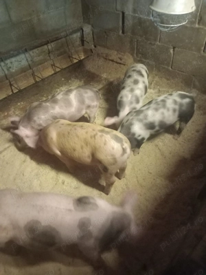 Purcei de vanzare - imagine 2