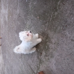 De vinzare bisoni maltezi 2femele 