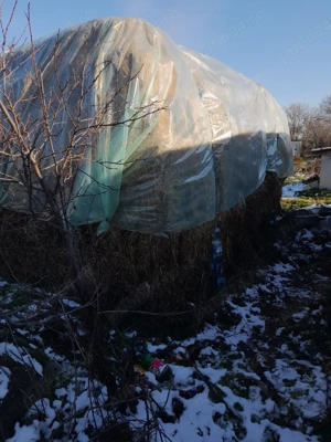 vand baloti de ovaz cosit - imagine 3