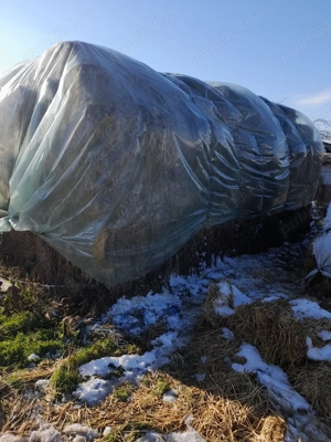 vand baloti de ovaz cosit - imagine 4