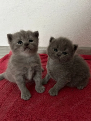 British shorthair 