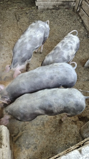 grăsuni pietrain de vânzare  - imagine 3