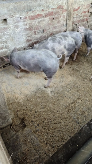 grăsuni pietrain de vânzare 