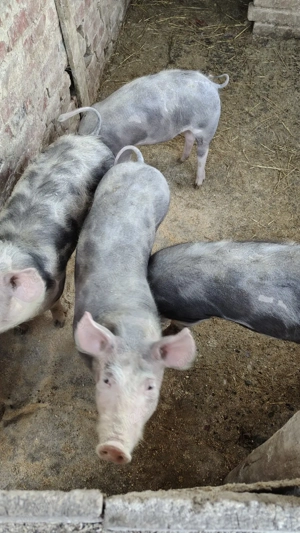 grăsuni pietrain de vânzare  - imagine 2