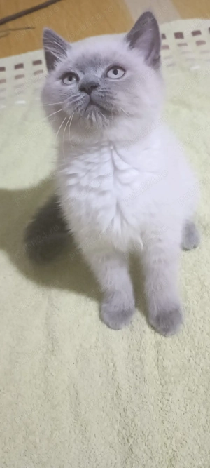 British !!!asigram transport 