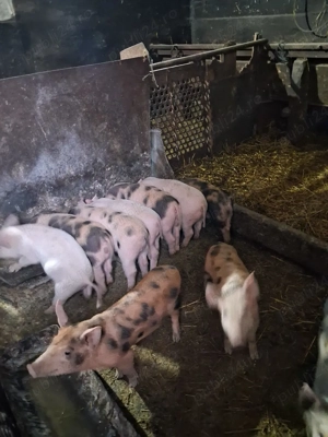 purcei de vânzare  - imagine 2