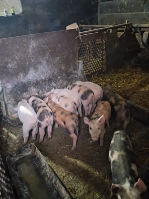 purcei de vânzare  - imagine 3