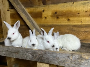 iepuri californian - imagine 2