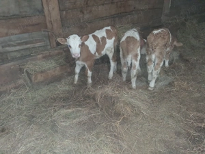 Vand 3 taurasi baltati - imagine 3