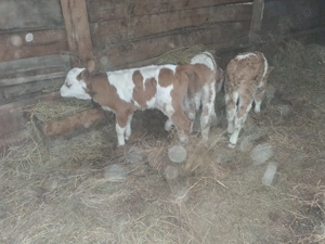 Vand 3 taurasi baltati - imagine 4