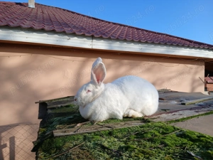 Iepuroaica berbec cu pui si californiana  - imagine 3