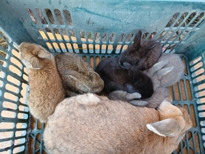 Iepuroaica berbec cu pui si californiana  - imagine 2