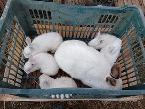 Iepuroaica berbec cu pui si californiana 