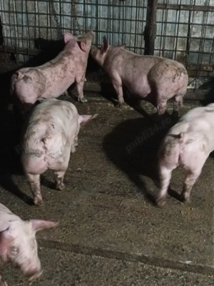 Soldanei 40-45 kg  - imagine 5