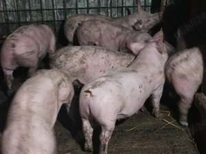 Soldanei 40-45 kg  - imagine 2